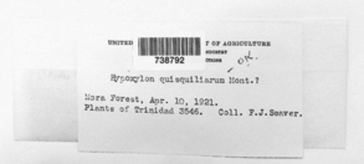 Hypoxylon quisquiliarum image